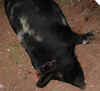 mypig.JPG (53375 bytes)