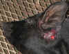 pigheadshot.JPG (104007 bytes)